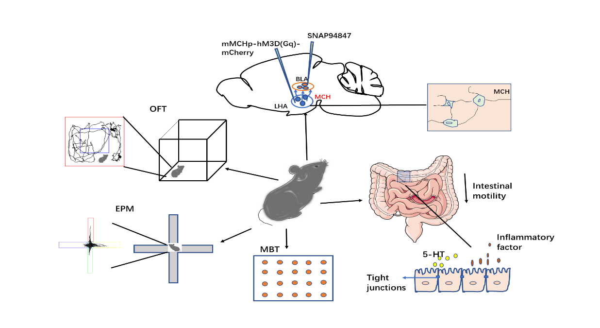  Frontiers In Pharmacology 
